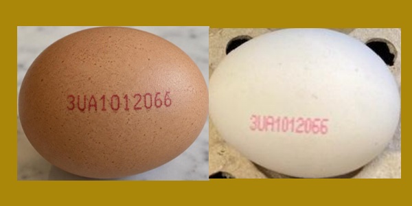 Imported salmonella eggs identified 809_eggs feat.jpg